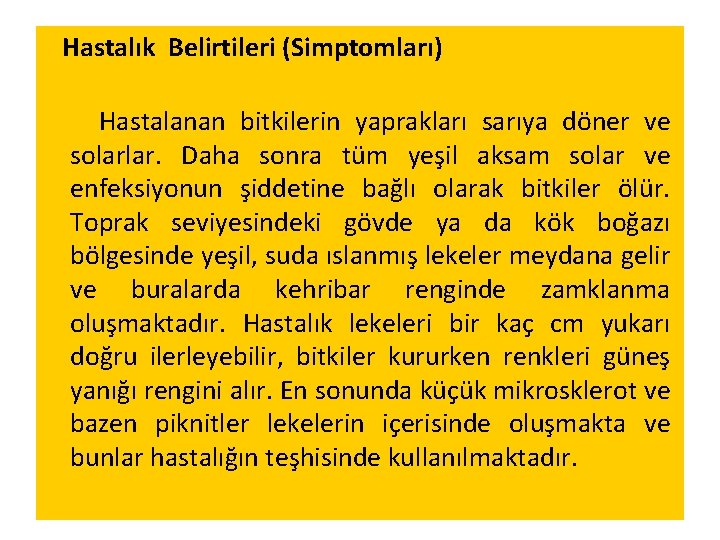  Hastalık Belirtileri (Simptomları) Hastalanan bitkilerin yaprakları sarıya döner ve solarlar. Daha sonra tüm