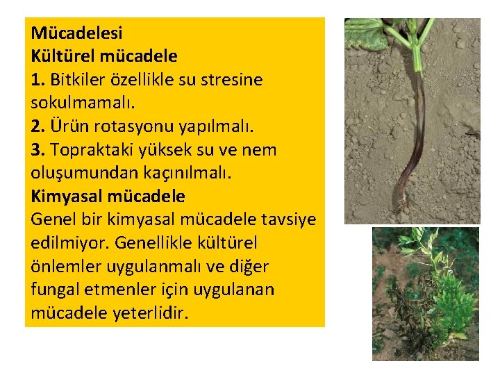 Mücadelesi Kültürel mücadele 1. Bitkiler özellikle su stresine sokulmamalı. 2. Ürün rotasyonu yapılmalı. 3.