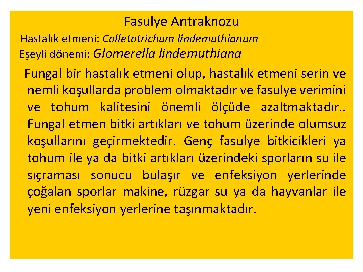 Fasulye Antraknozu Hastalık etmeni: Colletotrichum lindemuthianum Eşeyli dönemi: Glomerella lindemuthiana Fungal bir hastalık etmeni