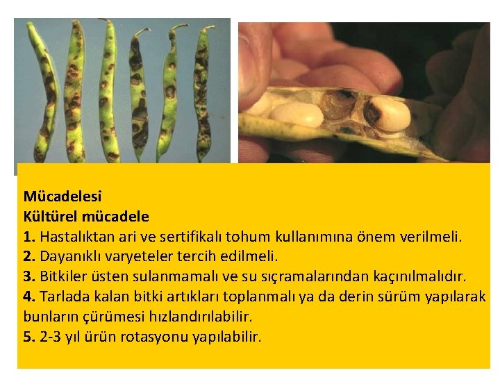 Mücadelesi Kültürel mücadele 1. Hastalıktan ari ve sertifikalı tohum kullanımına önem verilmeli. 2. Dayanıklı