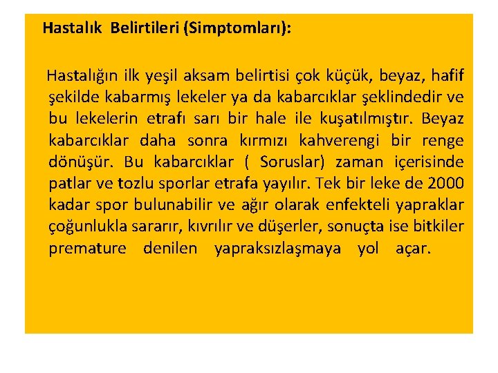  Hastalık Belirtileri (Simptomları): Hastalığın ilk yeşil aksam belirtisi çok küçük, beyaz, hafif şekilde