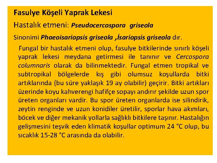  Fasulye Köşeli Yaprak Lekesi Hastalık etmeni: Pseudocercospora griseola Sinonimi Phaeoisariopsis griseola , İsariopsis