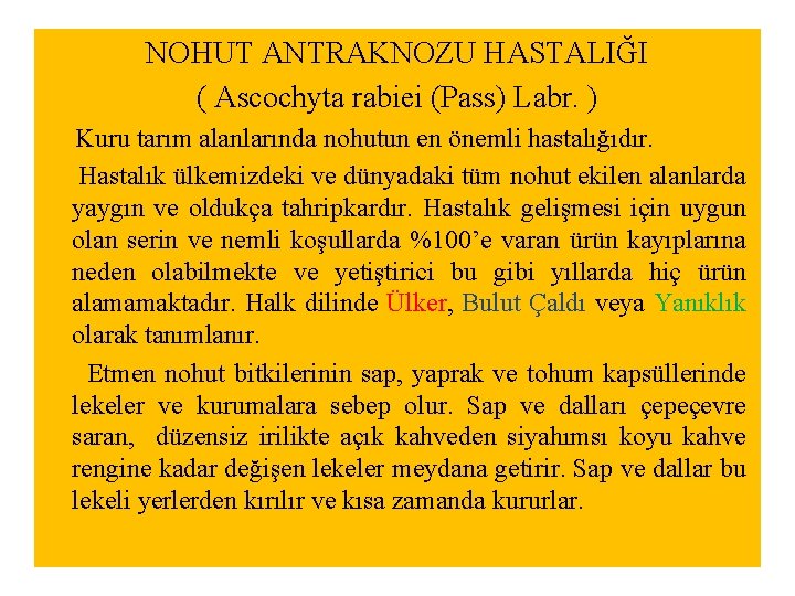 NOHUT ANTRAKNOZU HASTALIĞI ( Ascochyta rabiei (Pass) Labr. ) Kuru tarım alanlarında nohutun en