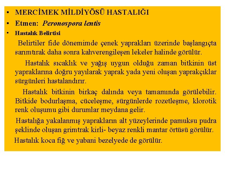  • MERCİMEK MİLDİYÖSÜ HASTALIĞI • Etmen: Peronospora lentis • Hastalık Belirtisi Belirtiler fide