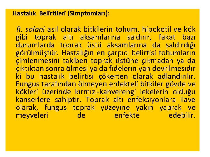  Hastalık Belirtileri (Simptomları): R. solani asıl olarak bitkilerin tohum, hipokotil ve kök gibi