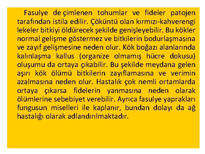  Fasulye de çimlenen tohumlar ve fideler patojen tarafından istila edilir. Çöküntü olan kırmızı-kahverengi