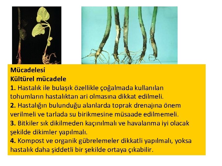 Mücadelesi Kültürel mücadele 1. Hastalık ile bulaşık özellikle çoğalmada kullanılan tohumların hastalıktan ari olmasına