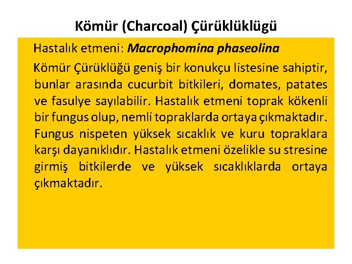 Kömür (Charcoal) Çürüklüklügü Hastalık etmeni: Macrophomina phaseolina Kömür Çürüklüğü geniş bir konukçu listesine sahiptir,