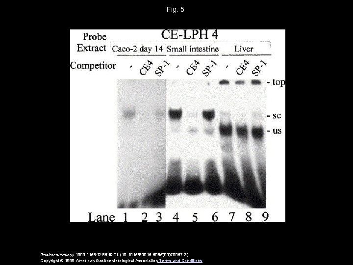 Fig. 5 Gastroenterology 1999 116842 -854 DOI: (10. 1016/S 0016 -5085(99)70067 -3) Copyright ©