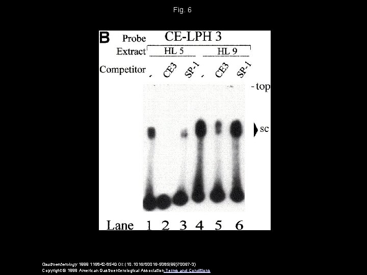 Fig. 6 Gastroenterology 1999 116842 -854 DOI: (10. 1016/S 0016 -5085(99)70067 -3) Copyright ©
