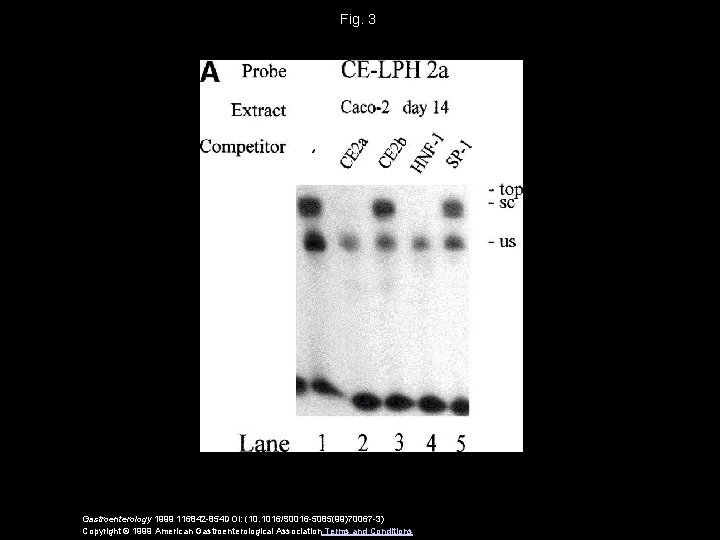 Fig. 3 Gastroenterology 1999 116842 -854 DOI: (10. 1016/S 0016 -5085(99)70067 -3) Copyright ©