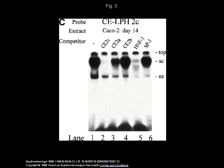 Fig. 3 Gastroenterology 1999 116842 -854 DOI: (10. 1016/S 0016 -5085(99)70067 -3) Copyright ©