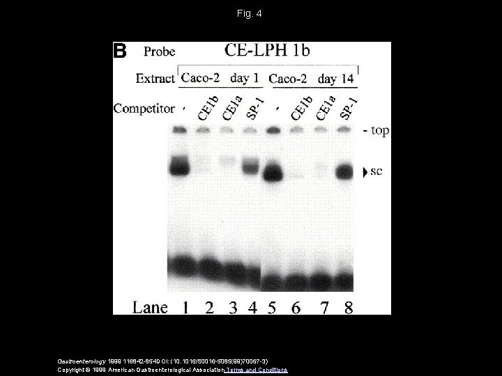 Fig. 4 Gastroenterology 1999 116842 -854 DOI: (10. 1016/S 0016 -5085(99)70067 -3) Copyright ©