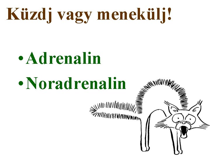 Küzdj vagy menekülj! • Adrenalin • Noradrenalin 