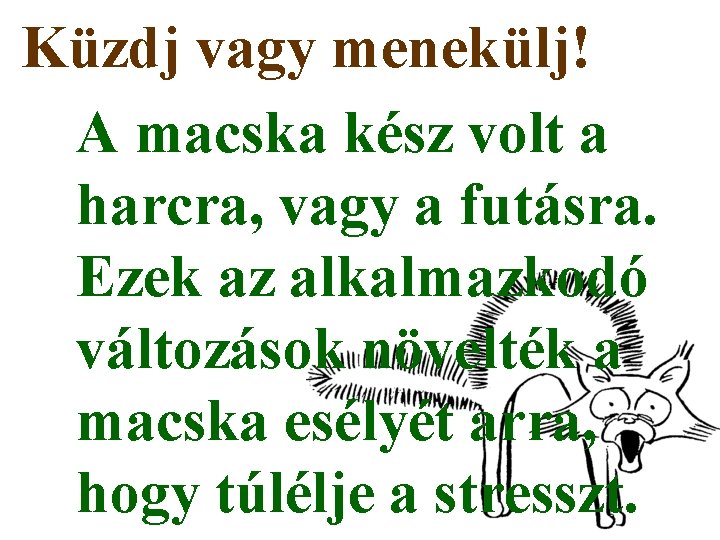 Küzdj vagy menekülj! A macska kész volt a harcra, vagy a futásra. Ezek az