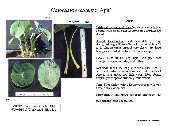 Colocasia esculenta ‘Apu’ 3634 Lisa Raymond 3636 (Oapu) Origin and derivation of name: Native