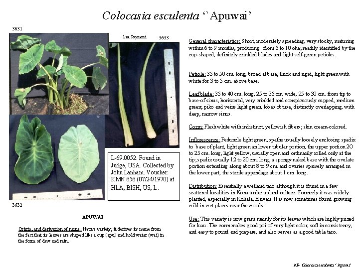 Colocasia esculenta ‘`Apuwai’ 3631 Lisa Raymond 3633 General characteristics: Short, moderately spreading, very stocky,