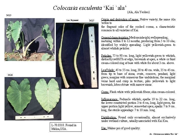 Colocasia esculenta ‘Kai `ala’ (Ala, Ala Yeokeo) 3625 Lisa Raymond 3627 Origin and derivation