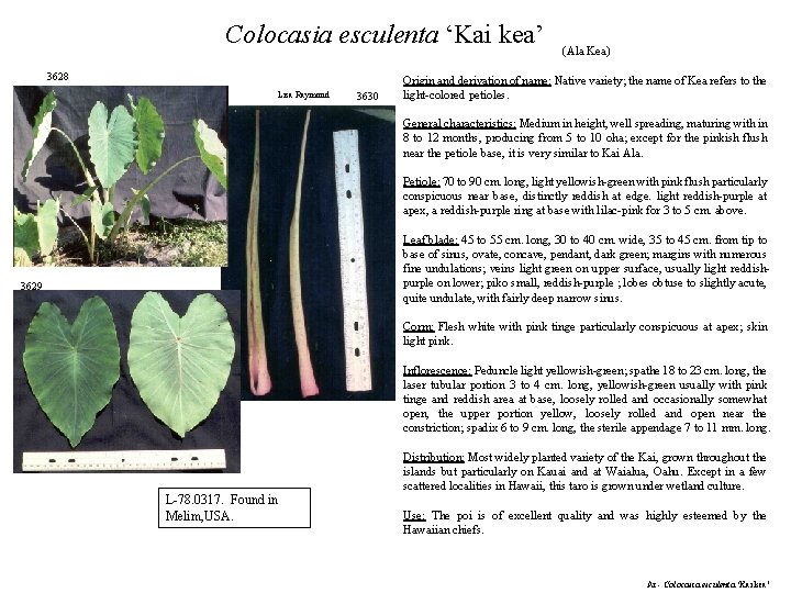 Colocasia esculenta ‘Kai kea’ 3628 Lisa Raymond 3630 (Ala Kea) Origin and derivation of