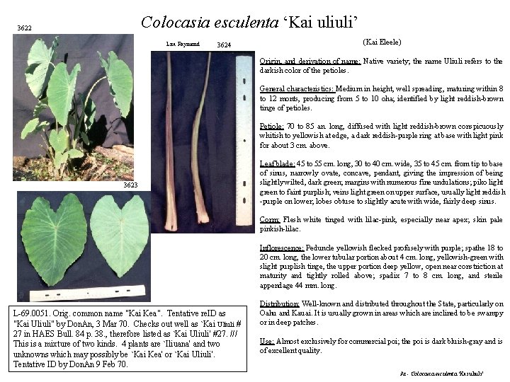 Colocasia esculenta ‘Kai uliuli’ 3622 Lisa Raymond 3624 (Kai Eleele) Origin, and derivation of