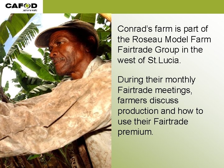 Conrad’s farm is part of the Roseau Model Farm Fairtrade Group in the west Conrad’s farm is part of the Roseau Model Farm Fairtrade Group in the west
