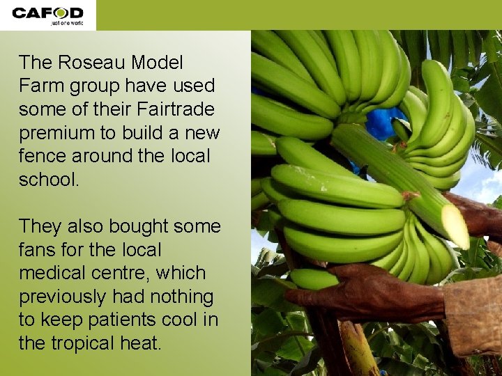 The Roseau Model Farm group have used some of their Fairtrade premium to build The Roseau Model Farm group have used some of their Fairtrade premium to build