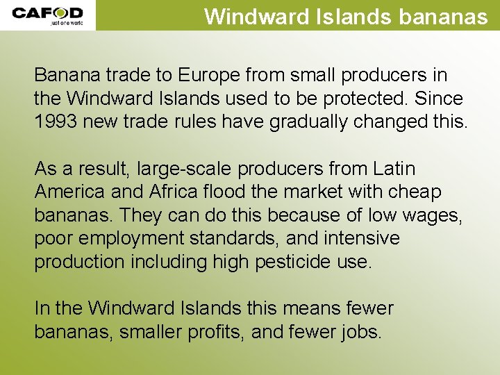 Windward Islands bananas Banana trade to Europe from small producers in the Windward Islands Windward Islands bananas Banana trade to Europe from small producers in the Windward Islands