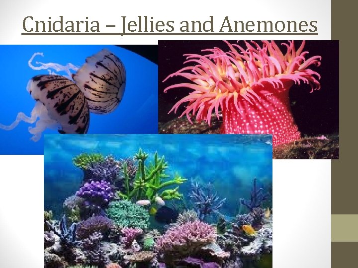 Cnidaria – Jellies and Anemones 