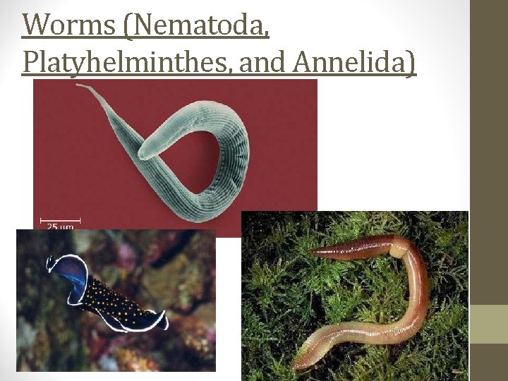 Worms (Nematoda, Platyhelminthes, and Annelida) 