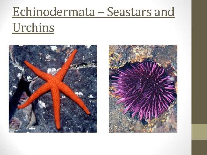Echinodermata – Seastars and Urchins 