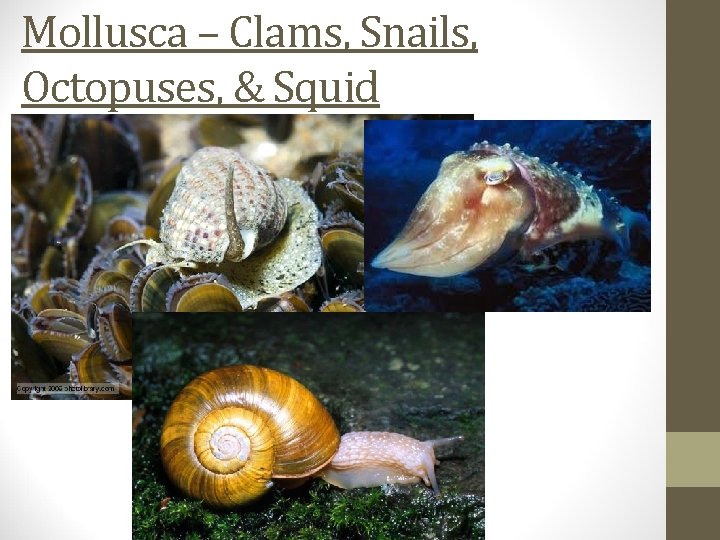 Mollusca – Clams, Snails, Octopuses, & Squid 