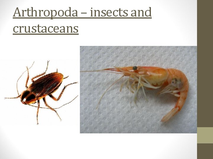 Arthropoda – insects and crustaceans 