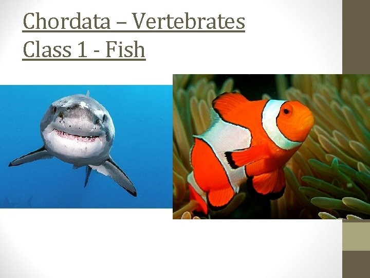 Chordata – Vertebrates Class 1 - Fish 