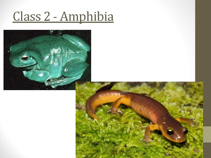 Class 2 - Amphibia 