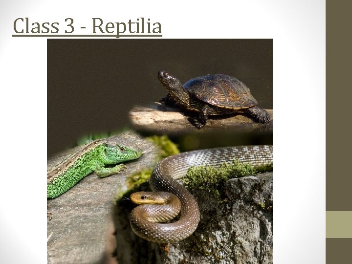 Class 3 - Reptilia 