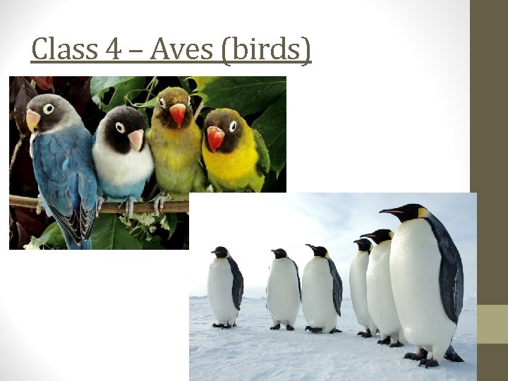 Class 4 – Aves (birds) 