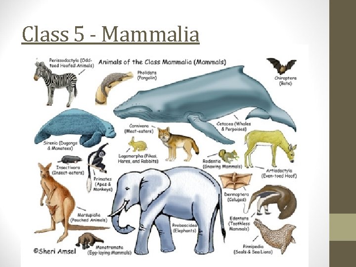 Class 5 - Mammalia 