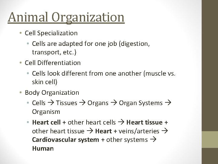 Animal Organization • Cell Specialization • Cells are adapted for one job (digestion, transport,