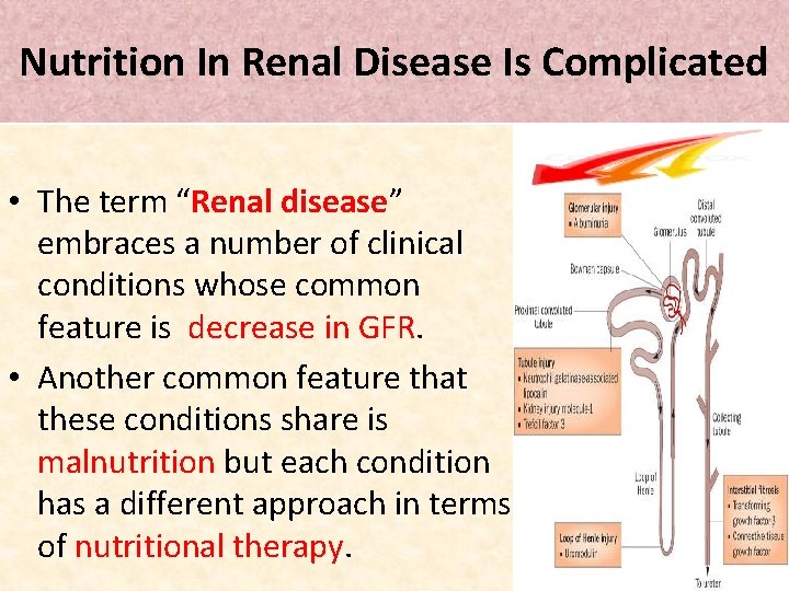 Nutrition In Renal Disease Is Complicated • The term “Renal disease” embraces a number