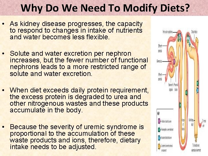 Why Do We Need To Modify Diets? • As kidney disease progresses, the capacity