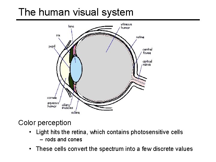 The human visual system Color perception • Light hits the retina, which contains photosensitive The human visual system Color perception • Light hits the retina, which contains photosensitive