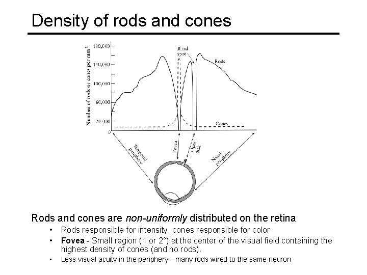 Density of rods and cones Rods and cones are non-uniformly distributed on the retina Density of rods and cones Rods and cones are non-uniformly distributed on the retina