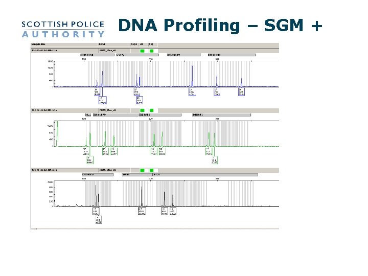 DNA Profiling – SGM + DNA Profiling – SGM +