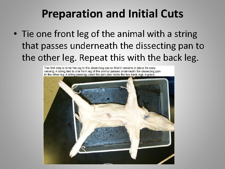 Preparation and Initial Cuts • Tie one front leg of the animal with a