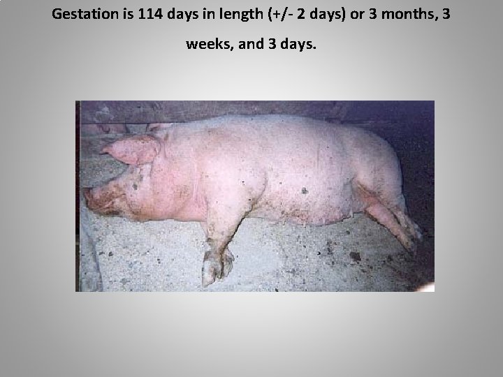 Gestation is 114 days in length (+/- 2 days) or 3 months, 3 weeks,