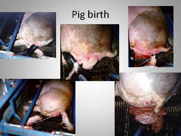 Pig birth 