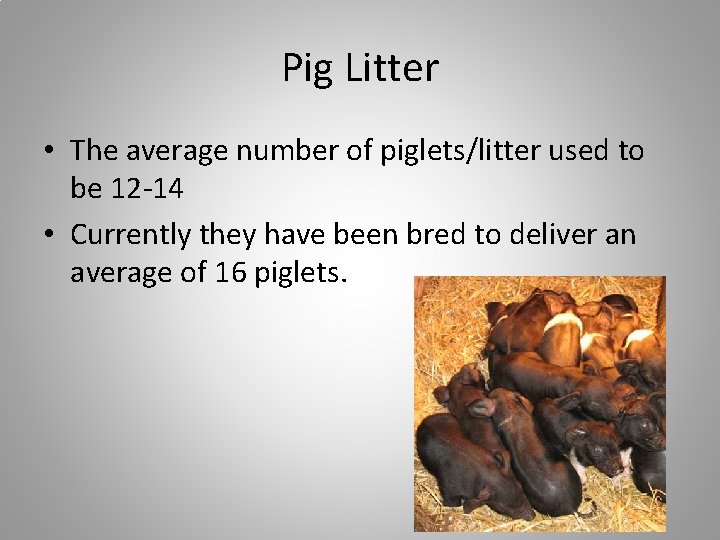 Pig Litter • The average number of piglets/litter used to be 12 -14 •