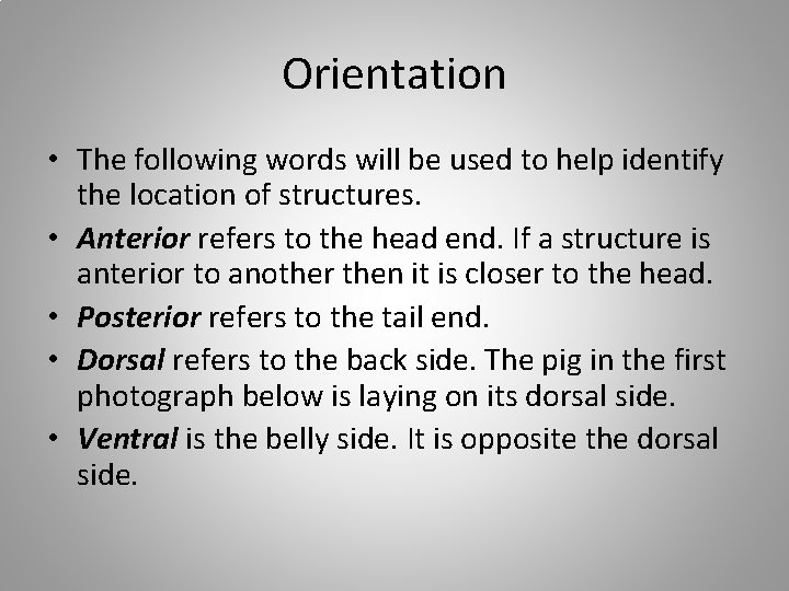 Orientation • The following words will be used to help identify the location of