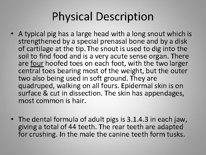 Physical Description • A typical pig has a large head with a long snout
