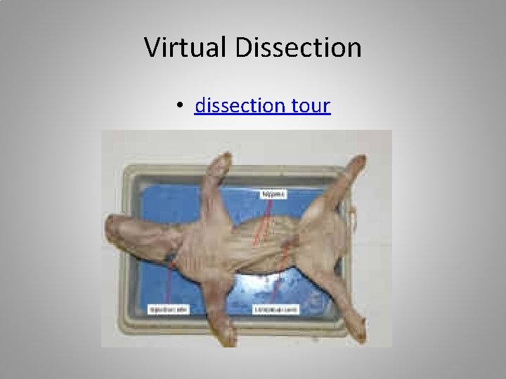 Virtual Dissection • dissection tour 